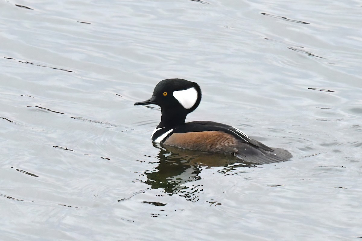 Hooded Merganser - ML645658893
