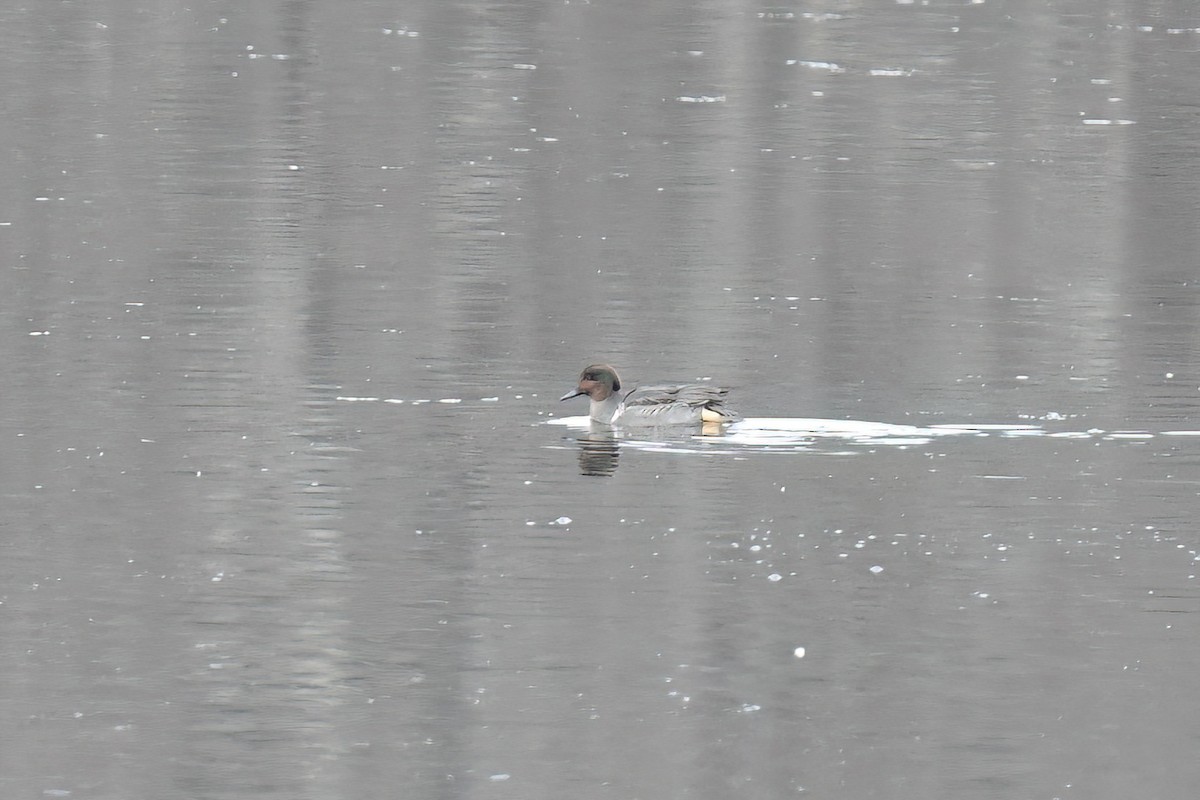 Green-winged Teal (American) - ML645658913