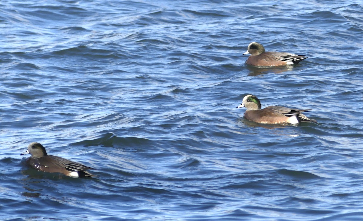 American Wigeon - ML645658914