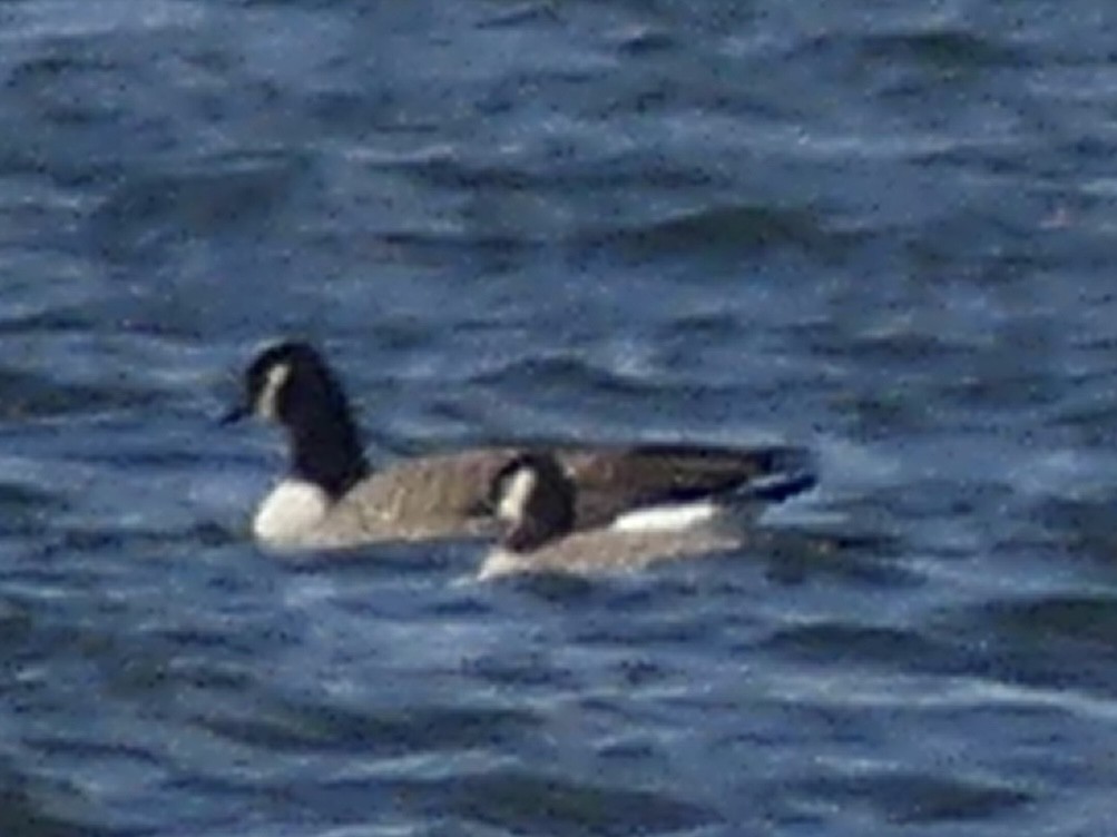 Cackling Goose - ML645658918