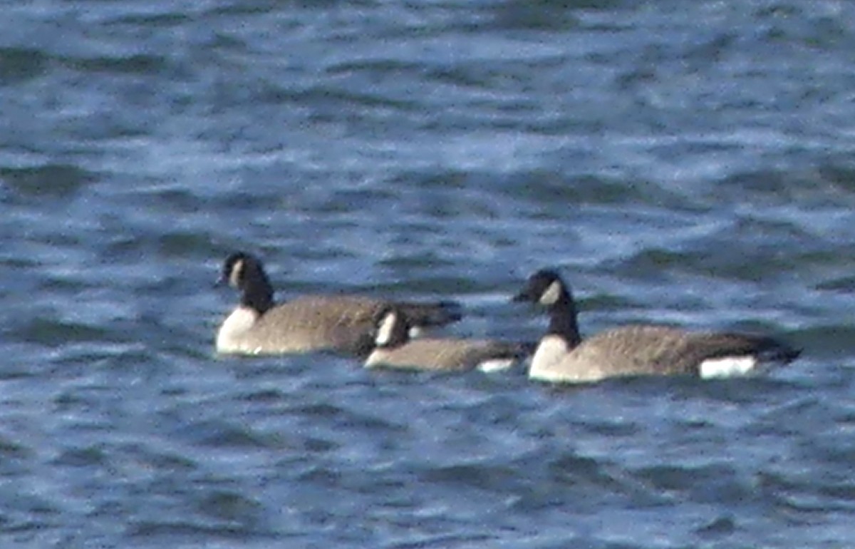 Cackling Goose - ML645658919