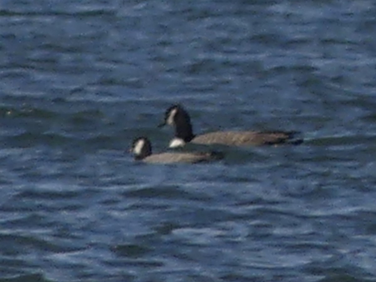 Cackling Goose - ML645658920