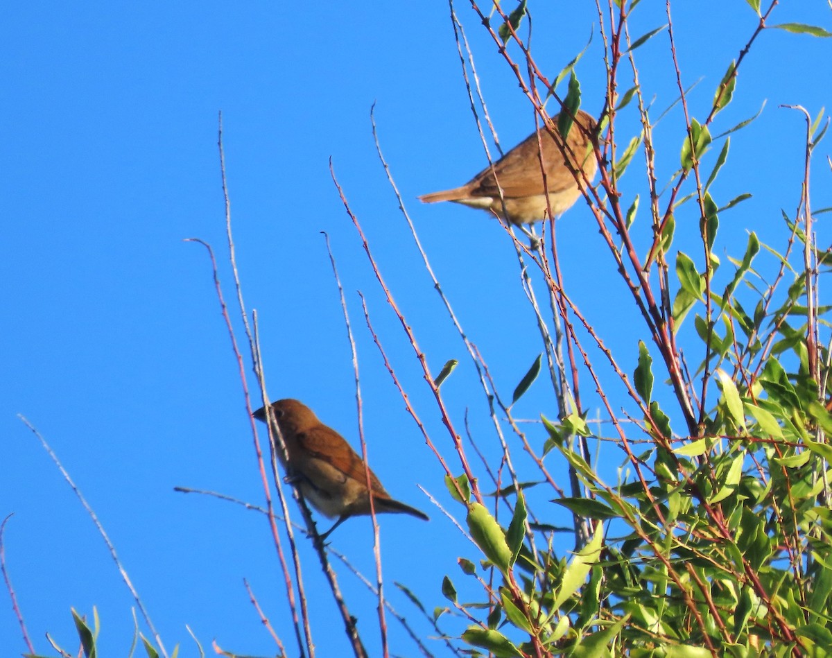 Capuchino Punteado - ML645658926