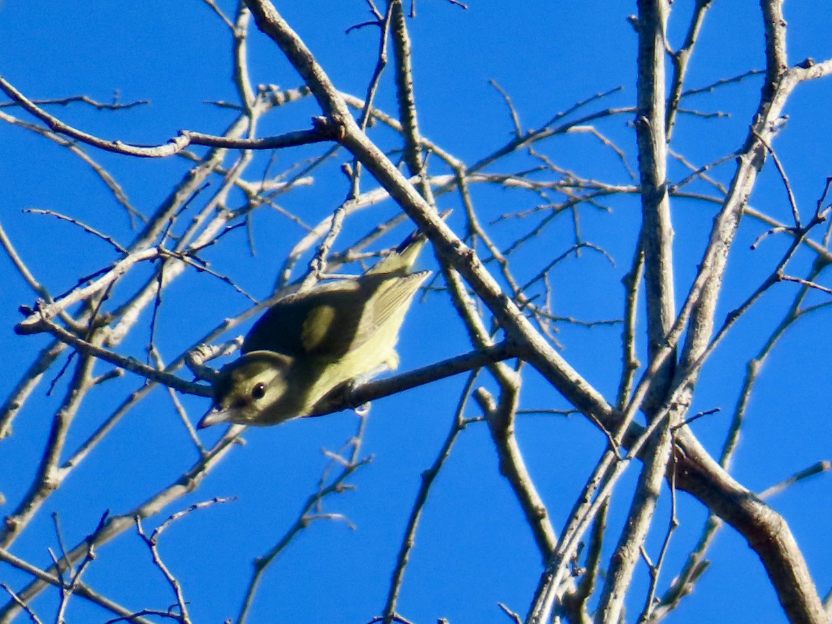 Yucatan Vireo - ML645658930