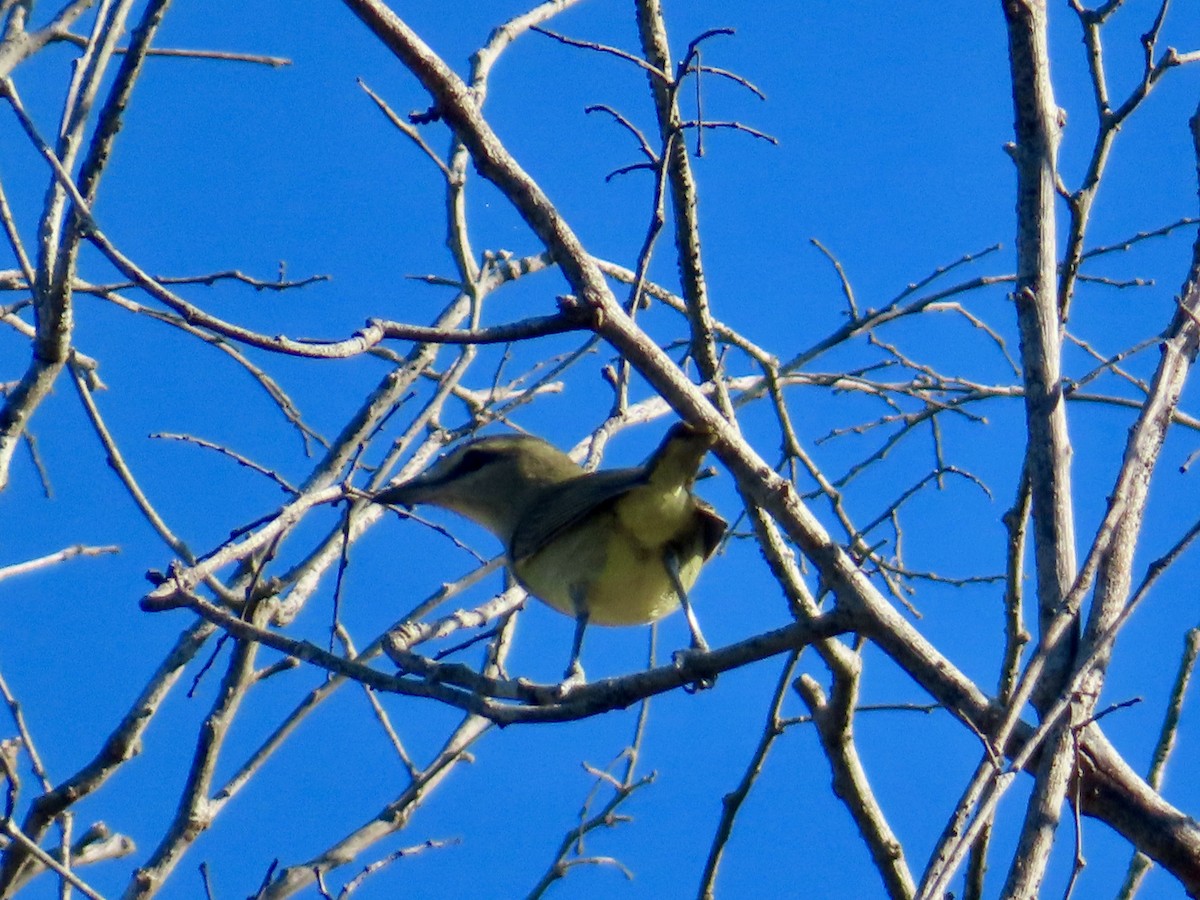 Yucatan Vireo - ML645658931