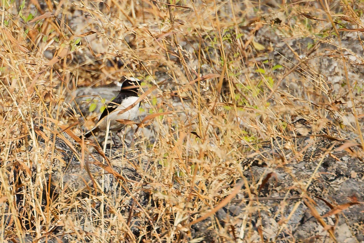 Traquet d'Arabie - ML645658936