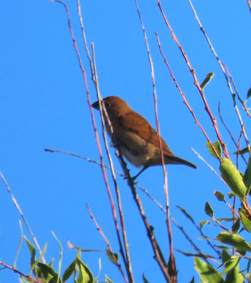 Capuchino Punteado - ML645658938