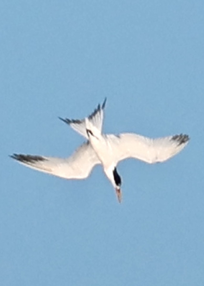 Elegant Tern - ML645658941