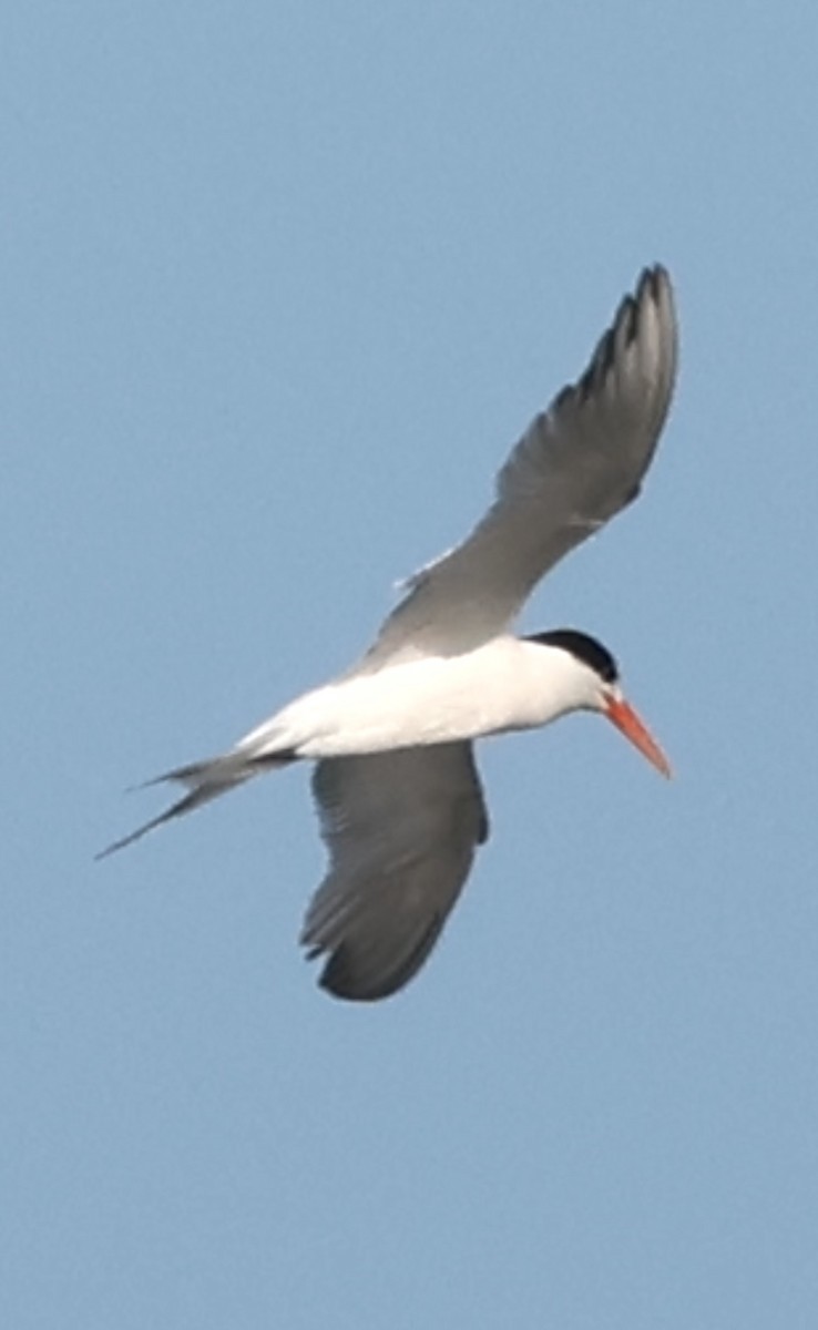 Elegant Tern - ML645658942
