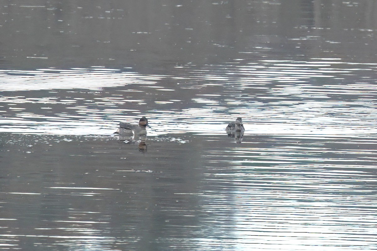 Green-winged Teal (American) - ML645658944