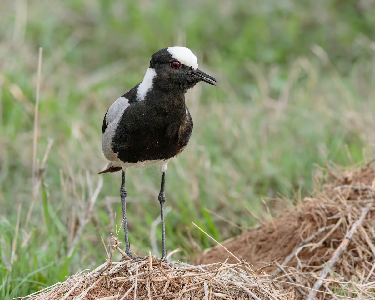 Vanneau armé - ML645658951