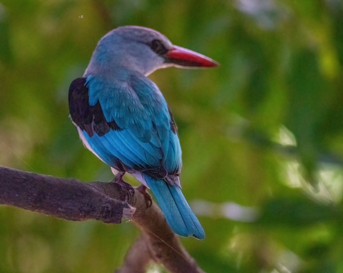 Martin-chasseur du Sénégal - ML645658954