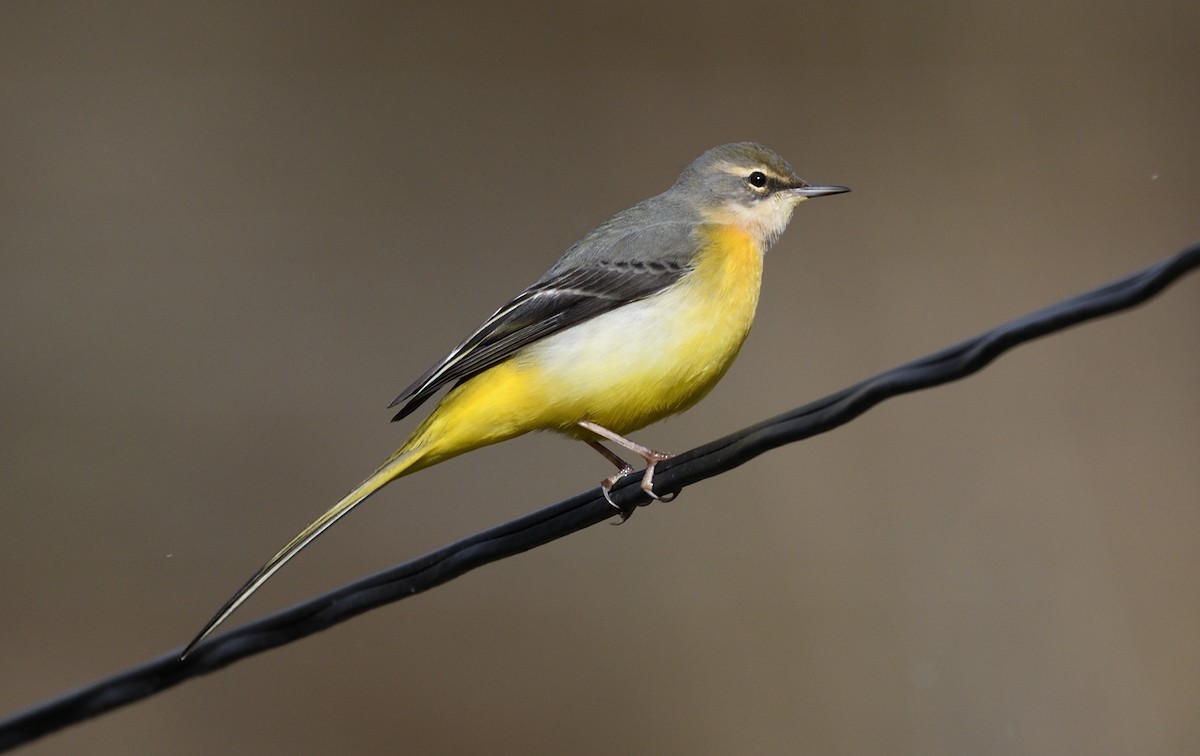 Bergeronnette des ruisseaux - ML645658956