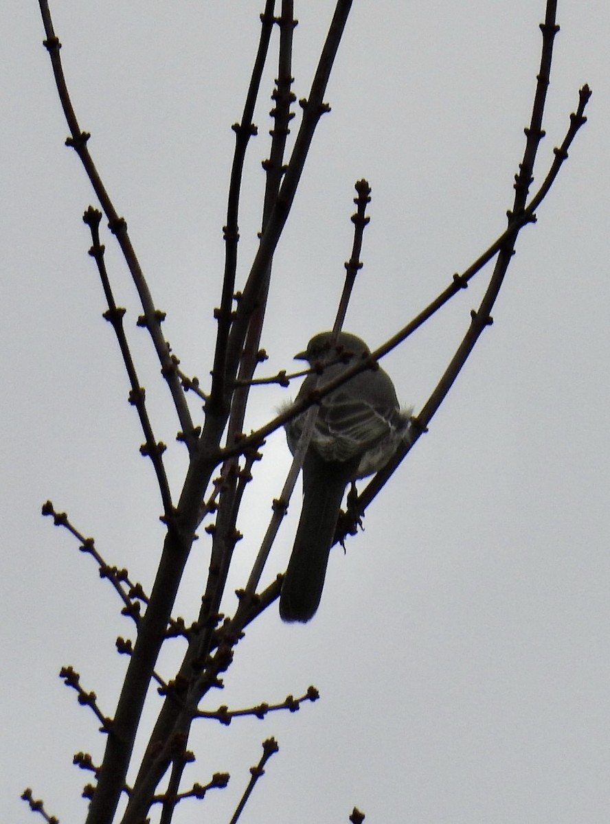 Moqueur polyglotte - ML645658957