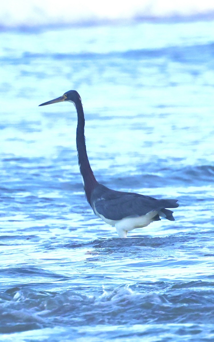 Aigrette tricolore - ML645658958