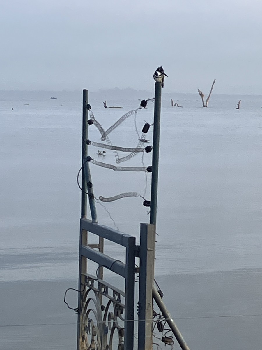 Martin-pêcheur pie - ML645658959