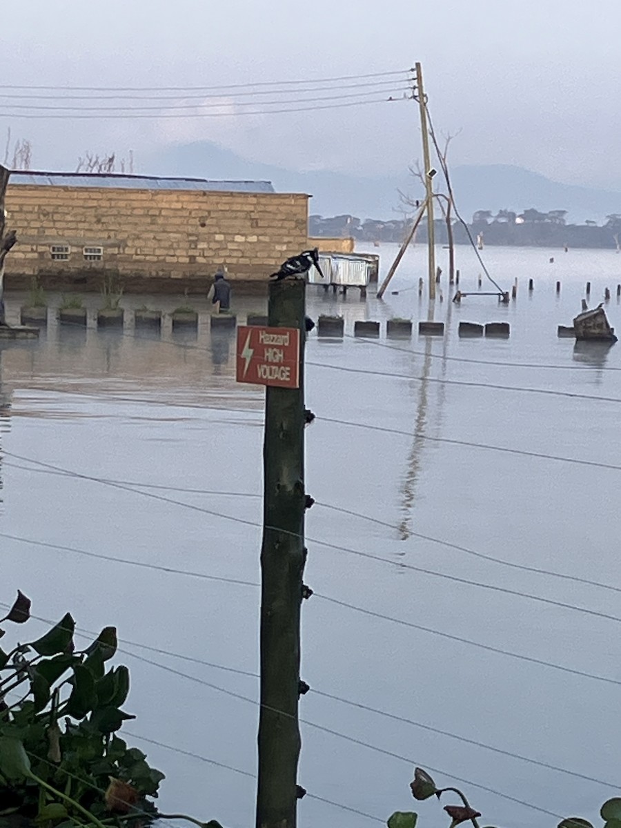 Martin-pêcheur pie - ML645658960