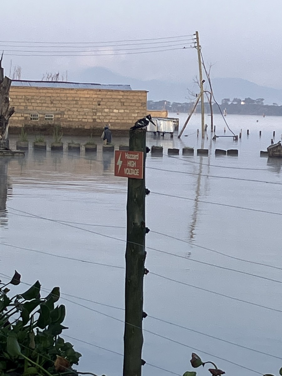 Martin-pêcheur pie - ML645658961