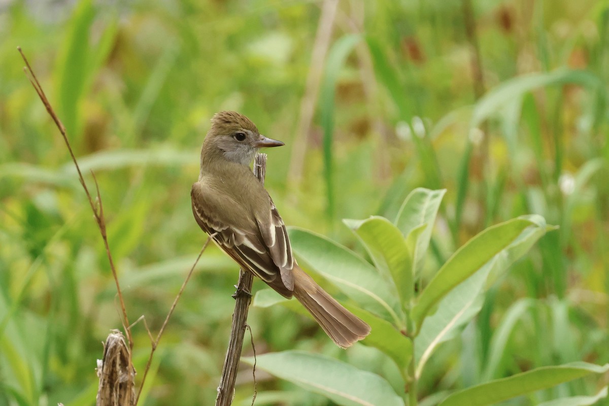 Tyran huppé - ML645658963