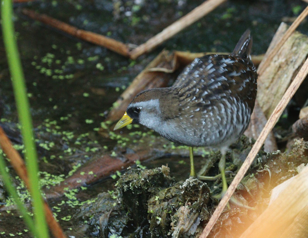 Marouette de Caroline - ML645658964