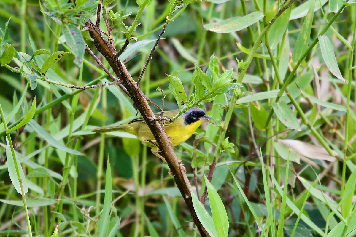 Paruline des bambous - ML645658965