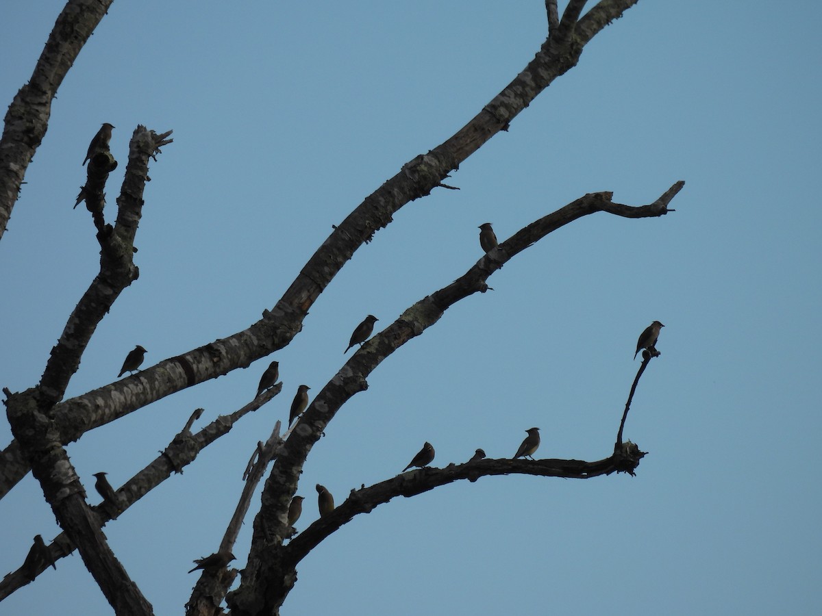 Jaseur d'Amérique - ML645658966