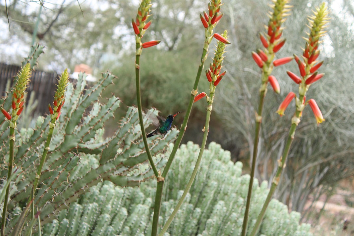 Colibri circé - ML645658967