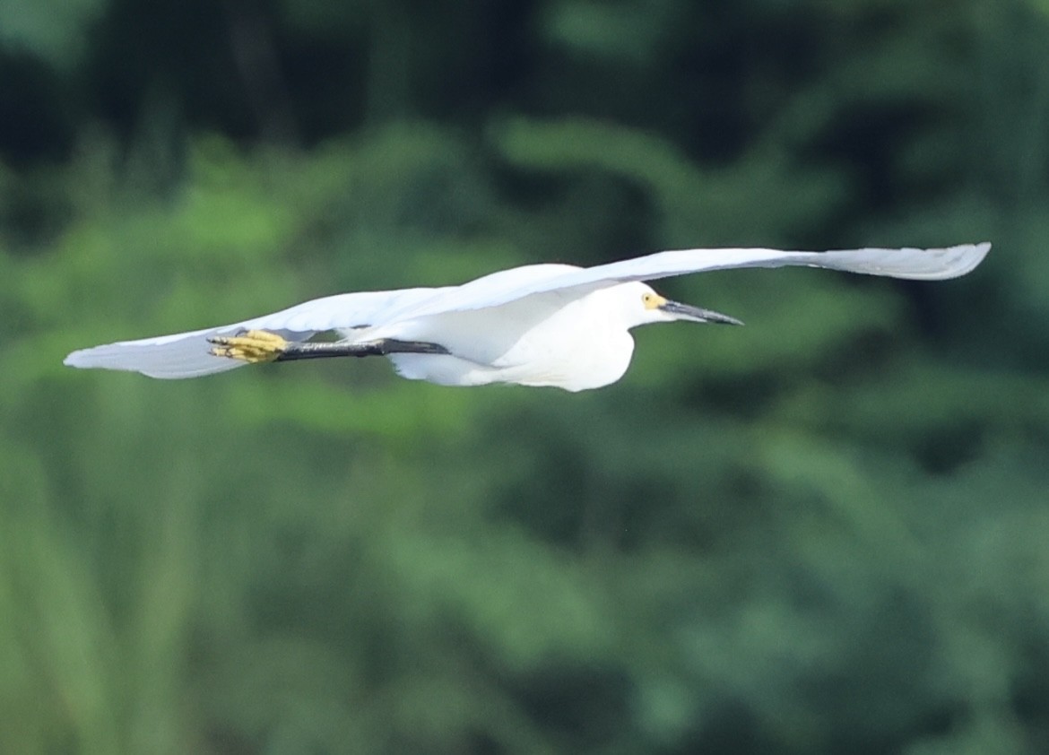 Aigrette neigeuse - ML645658969