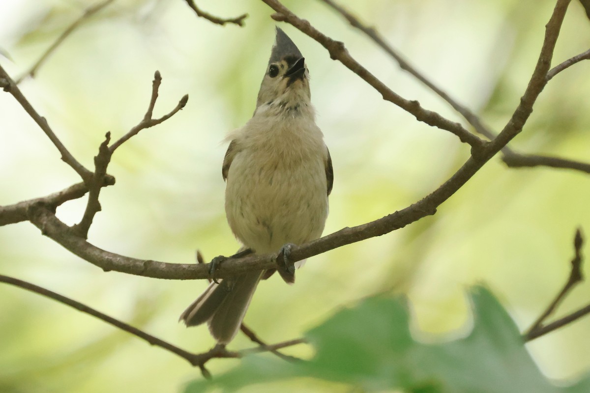 Mésange bicolore - ML645658971