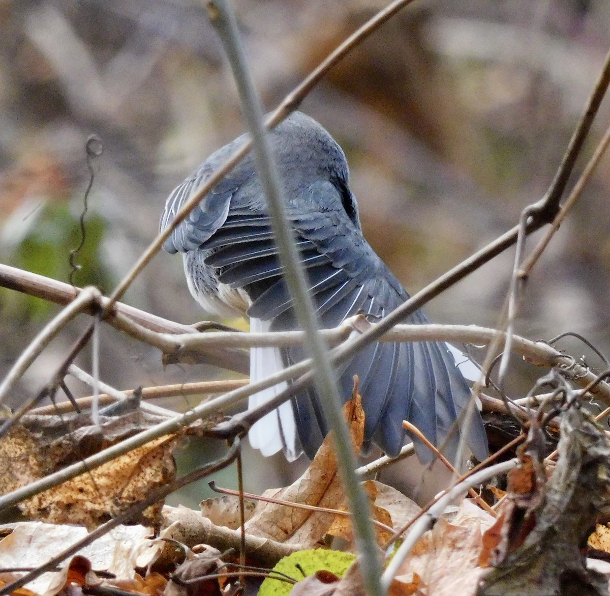 Junco ardoisé (hyemalis/carolinensis) - ML645658972