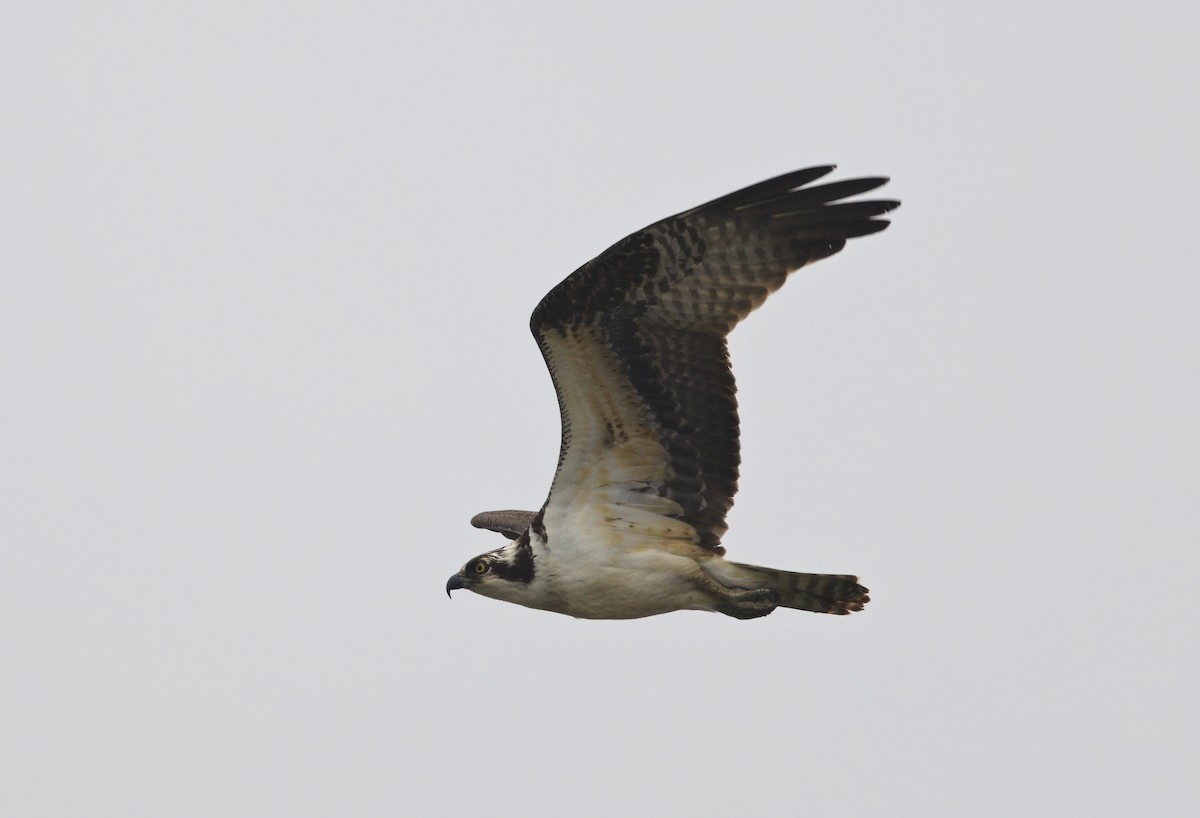 Osprey - ML645658976