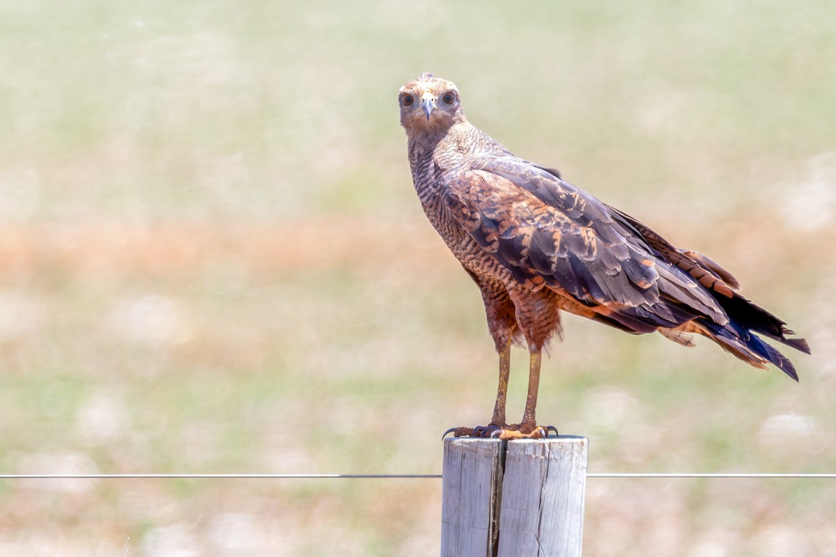 Buse roussâtre - ML645658978