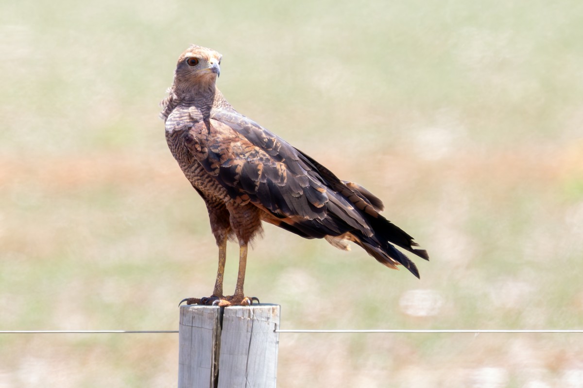 Buse roussâtre - ML645658979