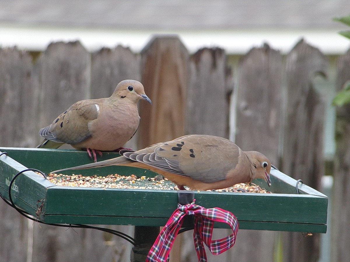 Tourterelle triste - ML645658981