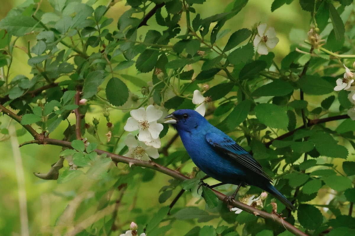 Passerin indigo - ML645658982