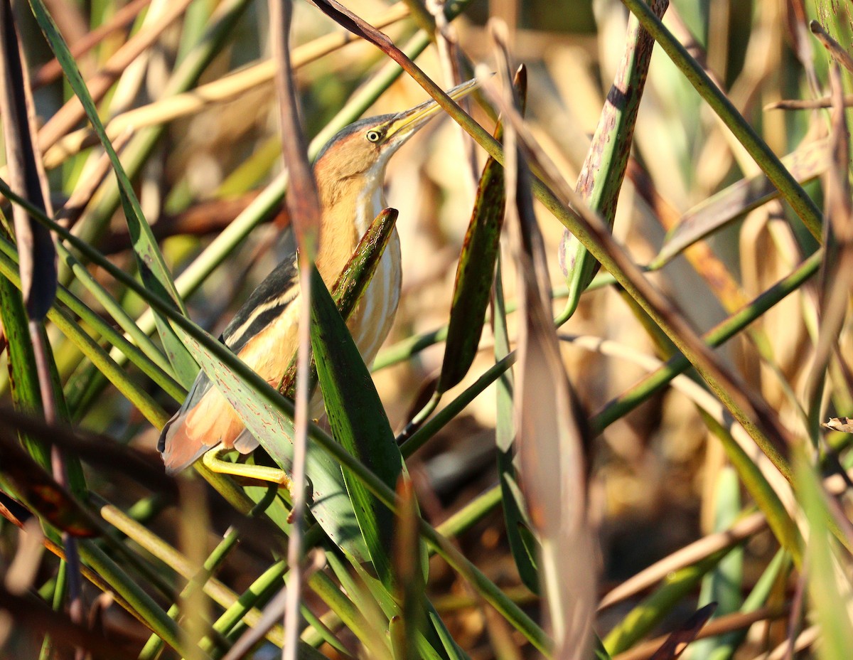 Petit Blongios - ML645658983