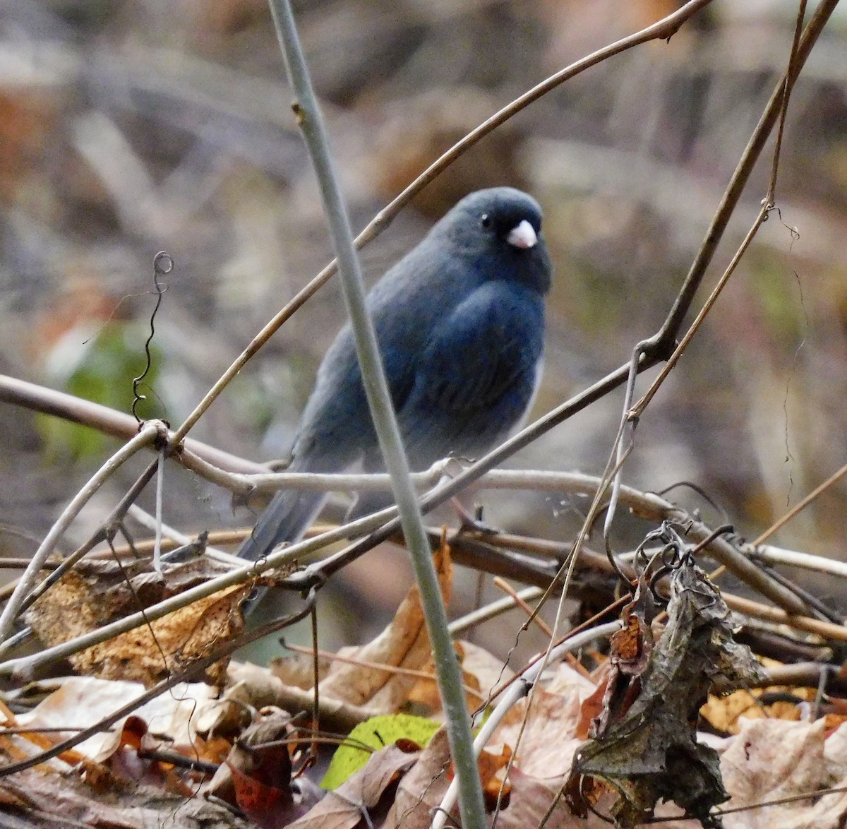 Junco ardoisé (hyemalis/carolinensis) - ML645658984