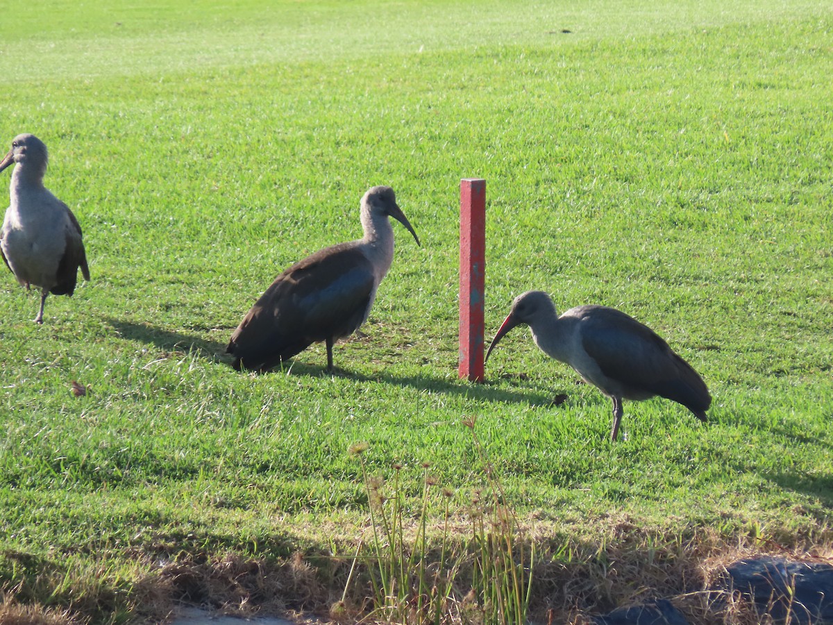 Ibis hagedash - ML645658985