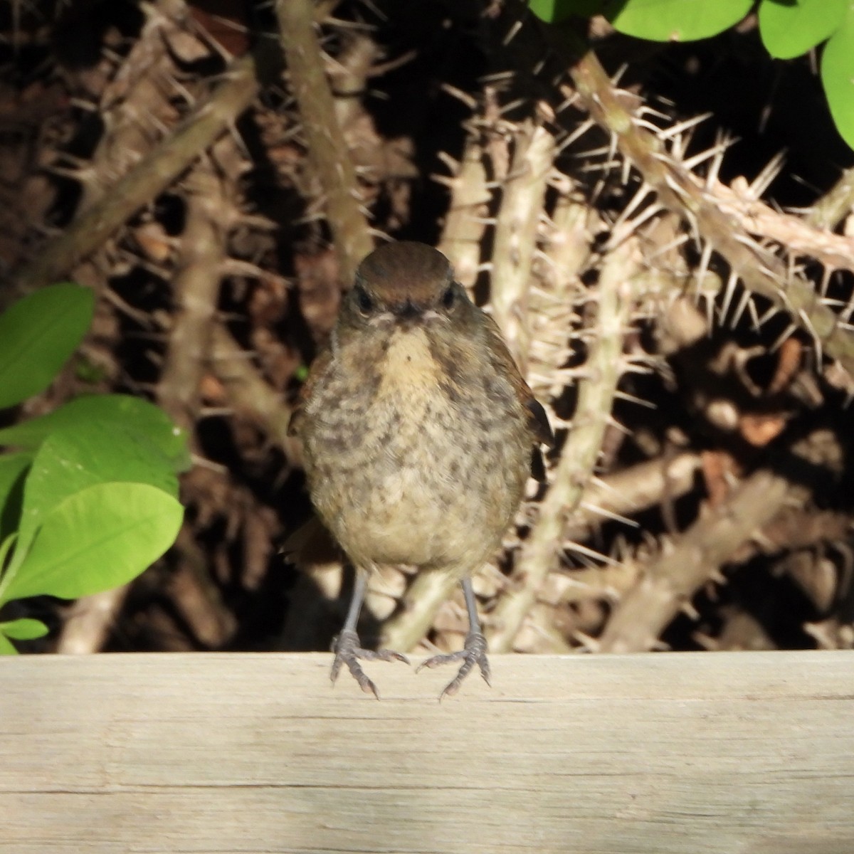 Collared Palm-Thrush - ML645658986