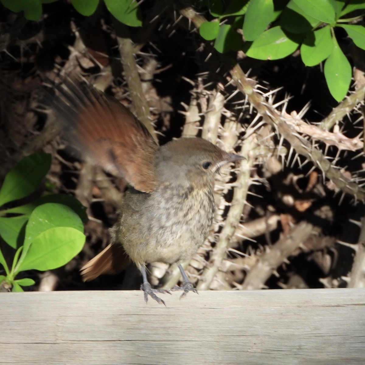 Collared Palm-Thrush - ML645658987