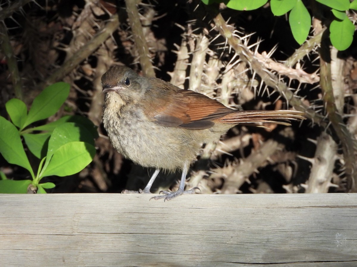 Collared Palm-Thrush - ML645658988