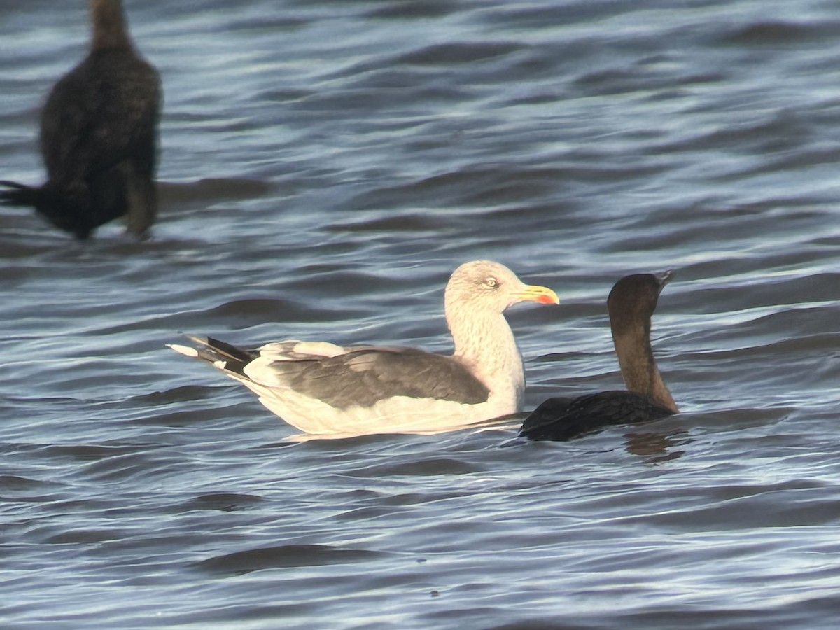 Goéland brun - ML645658989