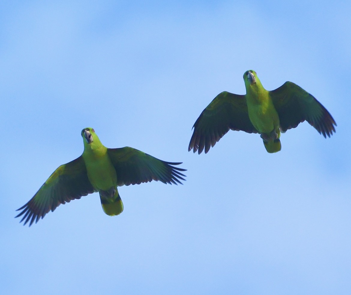 Amazone à nuque d'or - ML645658993