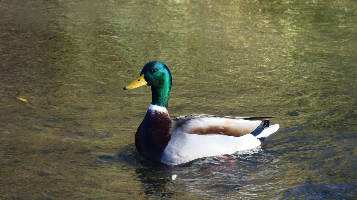 Canard colvert - ML645658994