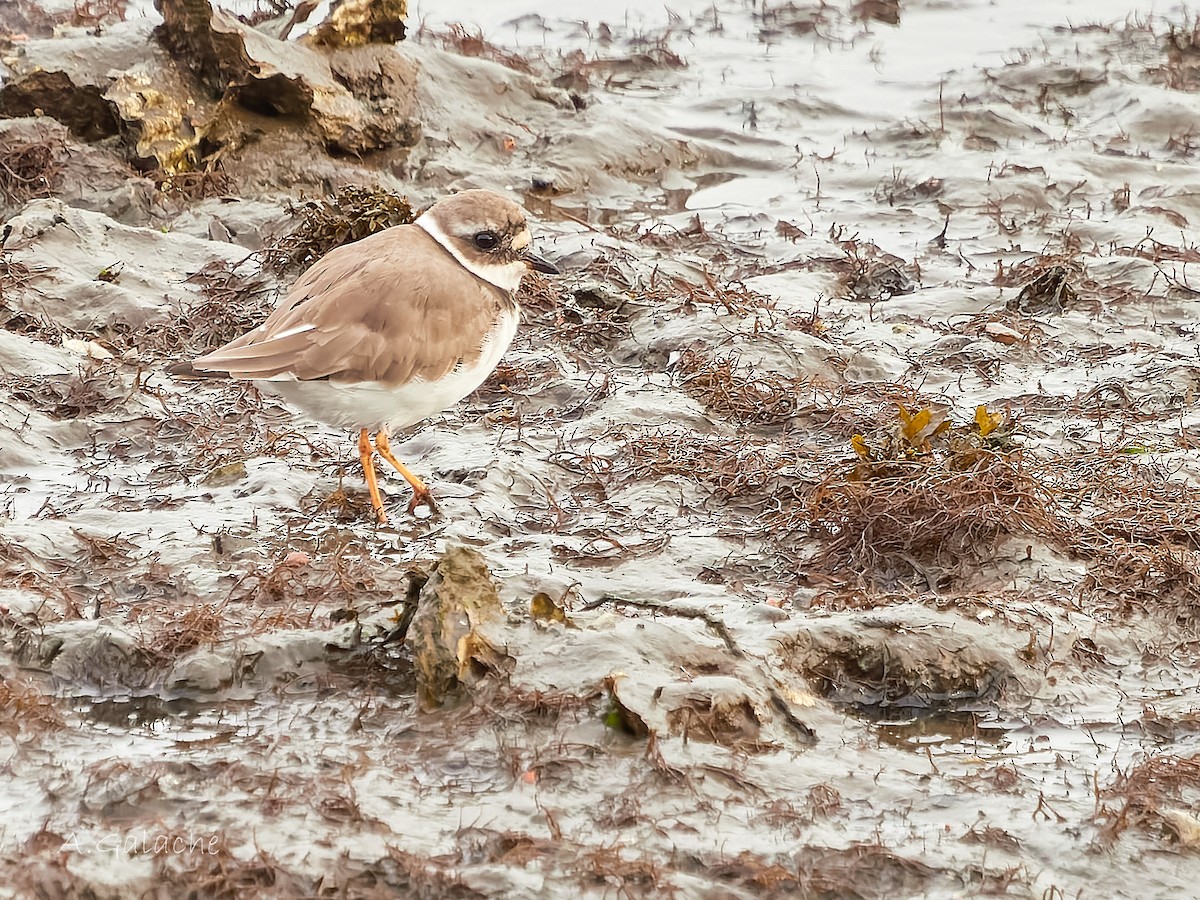 Corriere grosso - ML645658998