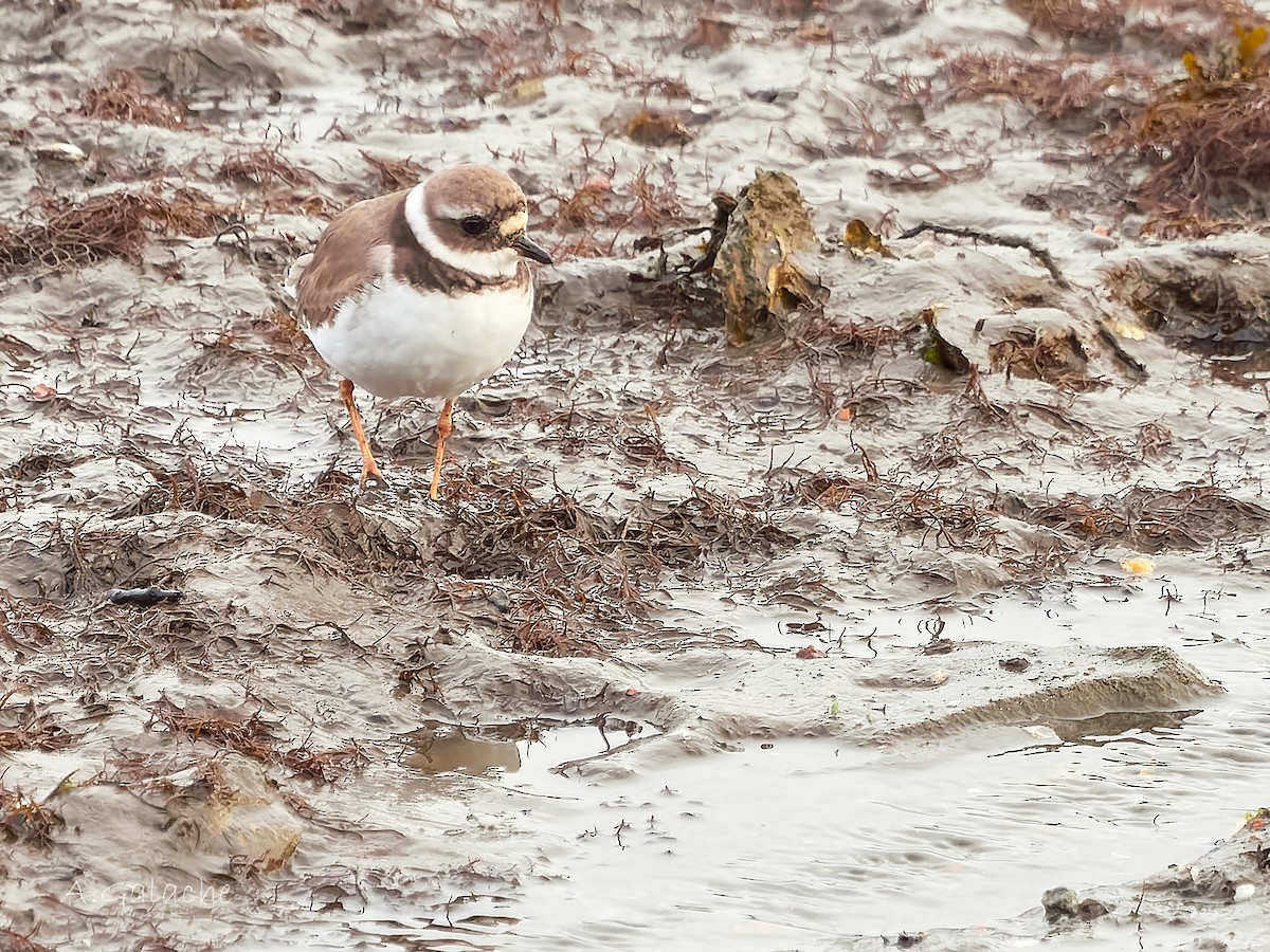 Corriere grosso - ML645658999