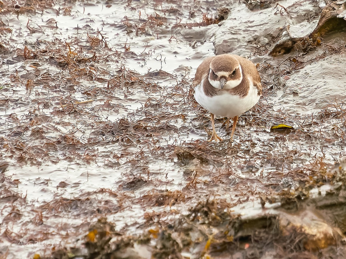 Corriere grosso - ML645659000