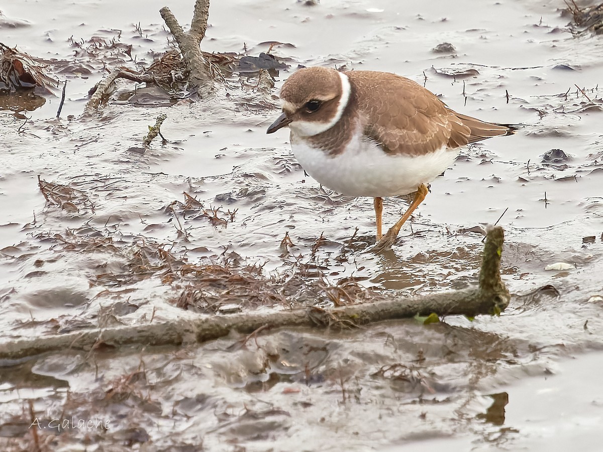 Corriere grosso - ML645659001