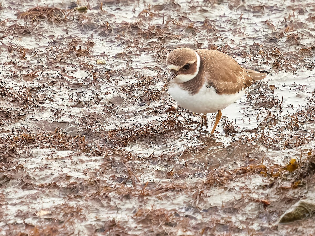 Corriere grosso - ML645659002