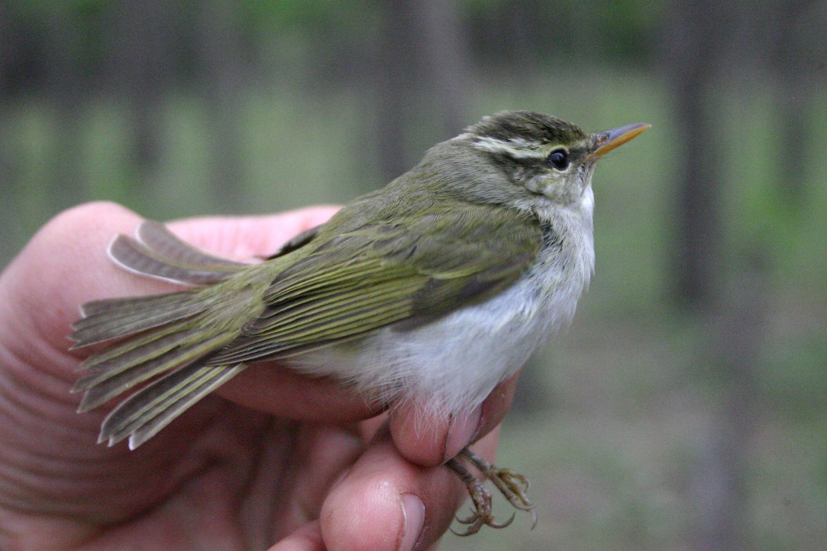 עלווית מזרחית - ML645659003
